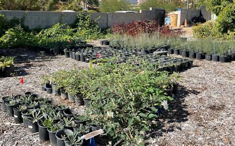 native plant nursery las vegas